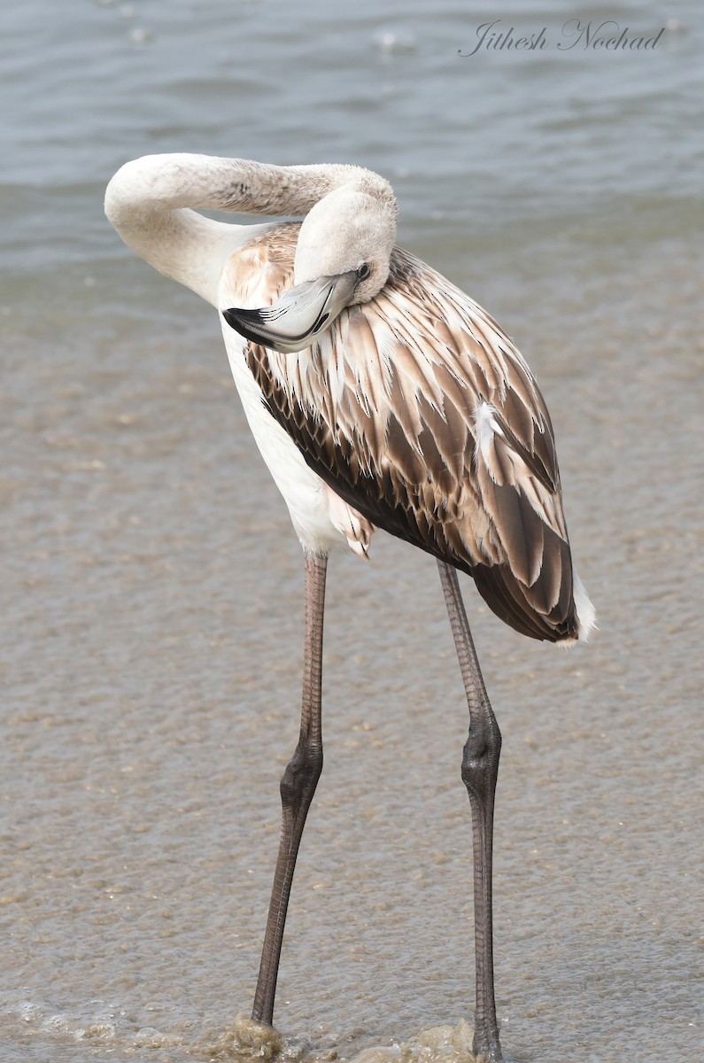 Greater Flamingo - Jithesh  Nochad