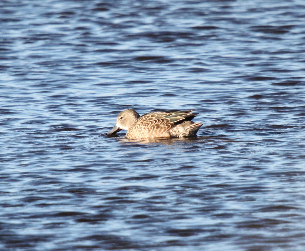Blue-winged Teal - ML127541751
