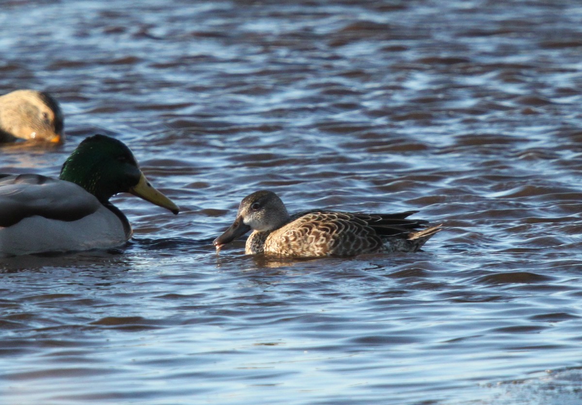 Blue-winged Teal - ML127541881