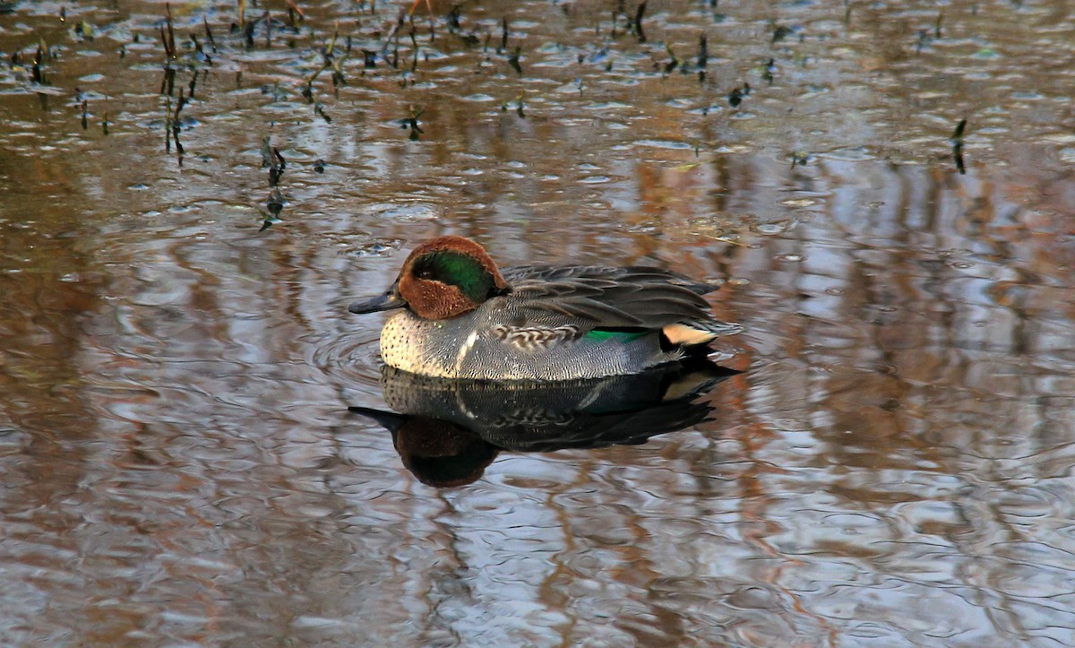 Green-winged Teal - ML127543641