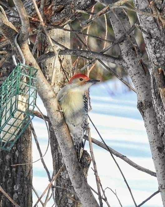 Red-bellied Woodpecker - Denise Albert