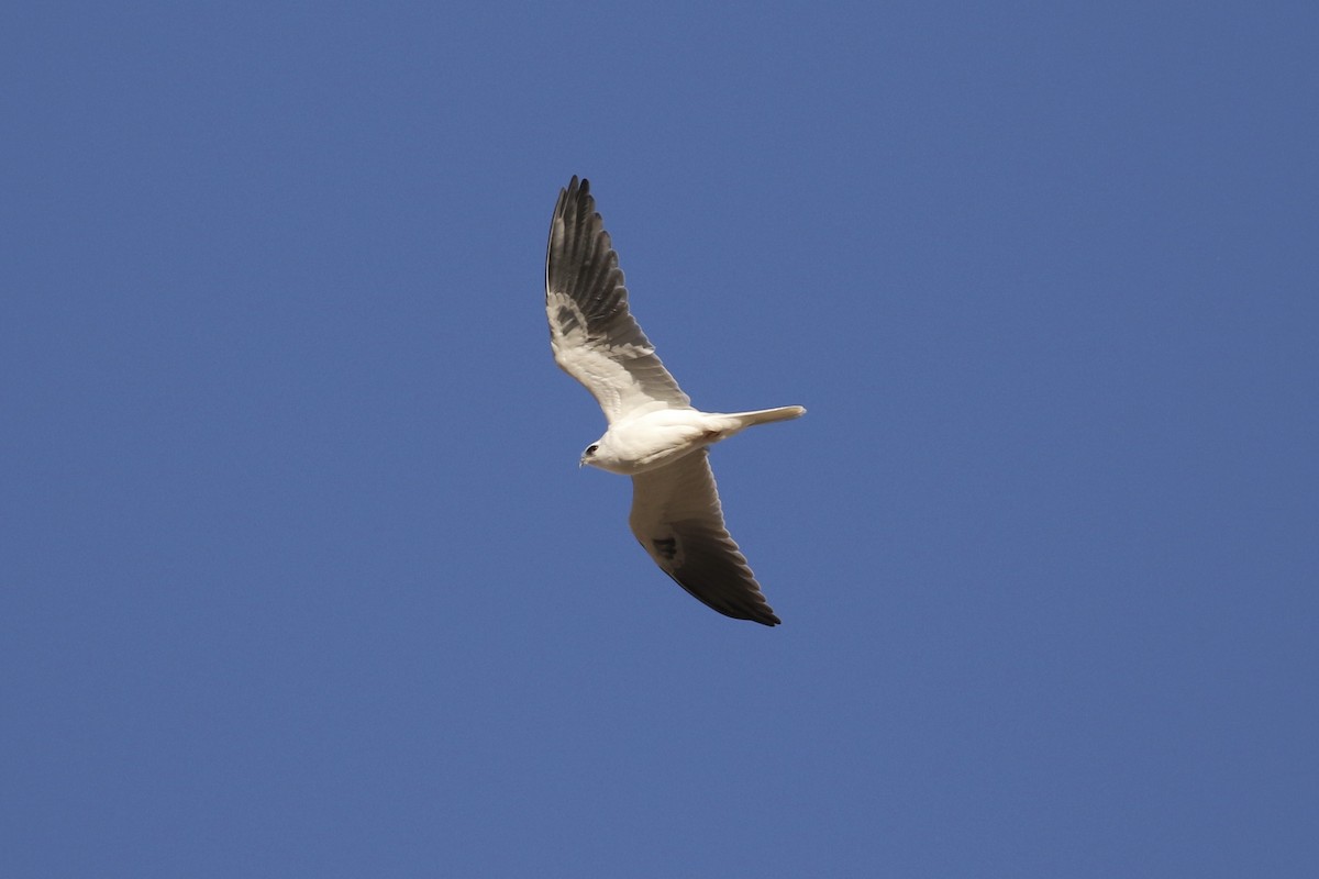 White-tailed Kite - ML127547101