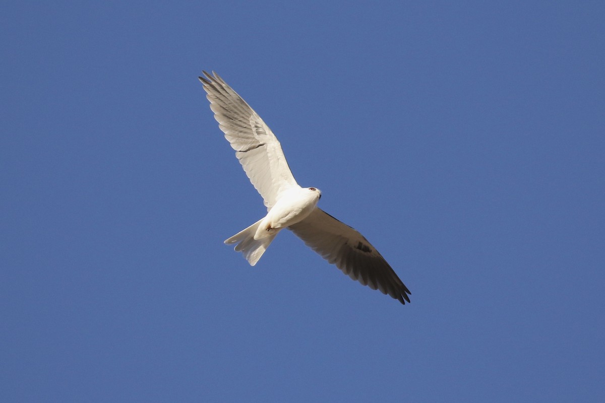 White-tailed Kite - ML127547111