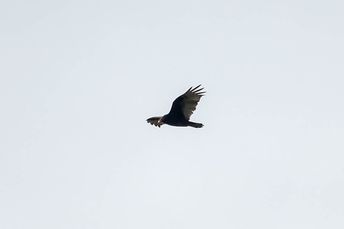 Turkey Vulture - ML127549801