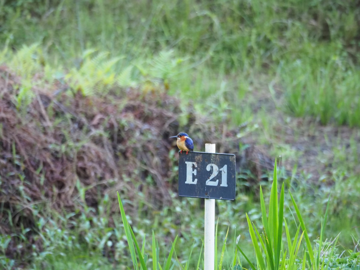 Malagasy Kingfisher - ML127551401