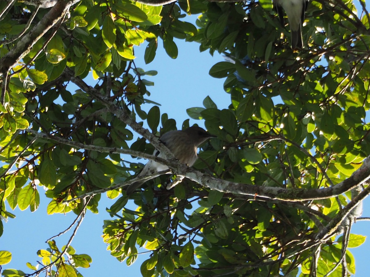 Madagascar Starling - ML127551511