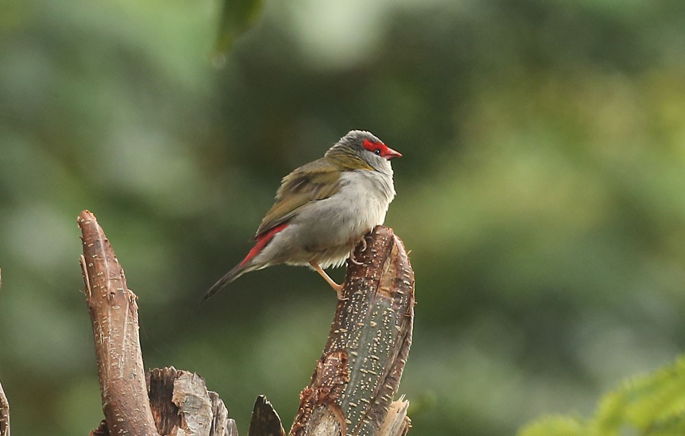 Red-browed Firetail - ML127555221