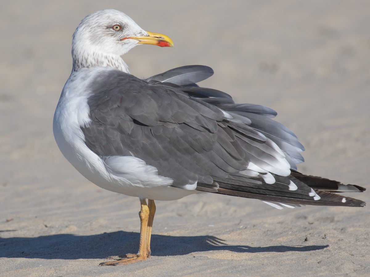 Lesser Black-backed Gull - Bruce Aird