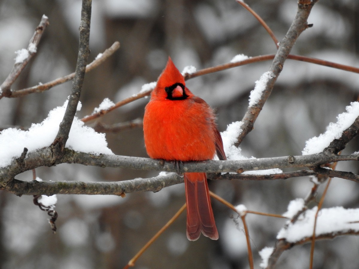 Northern Cardinal - td birder
