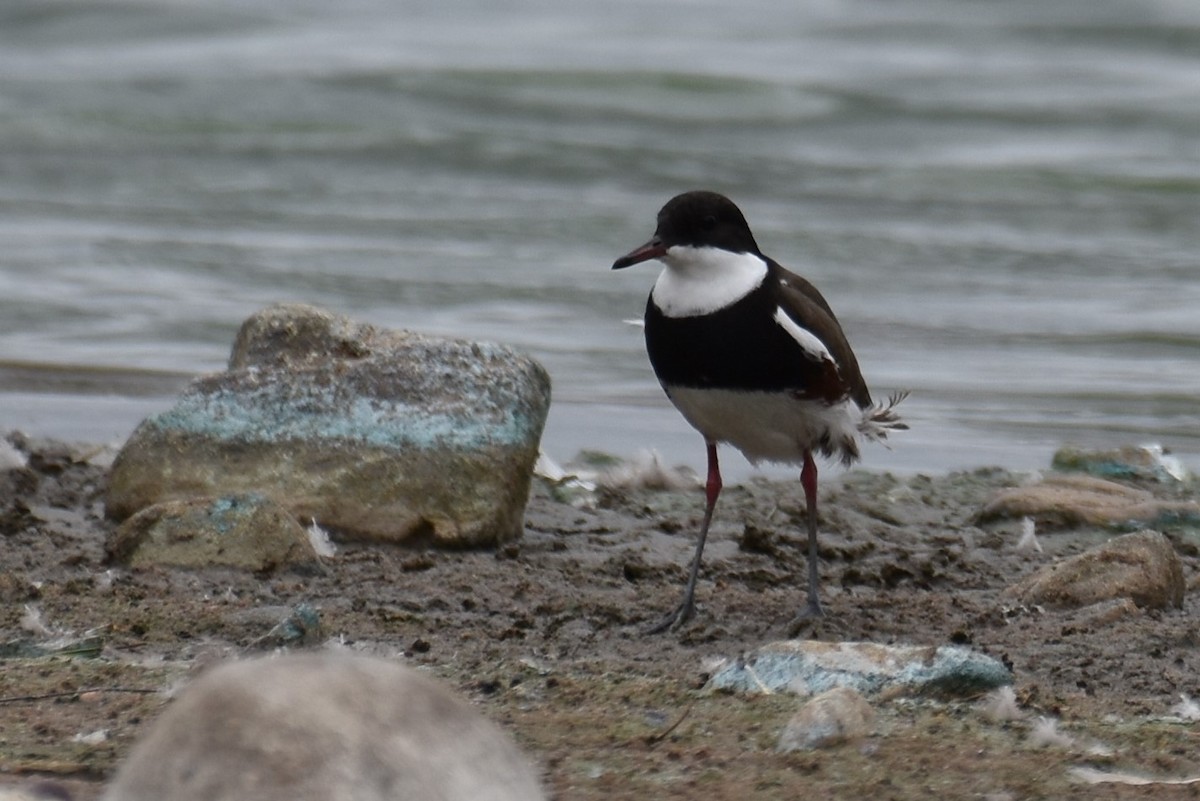Red-kneed Dotterel - ML127557861
