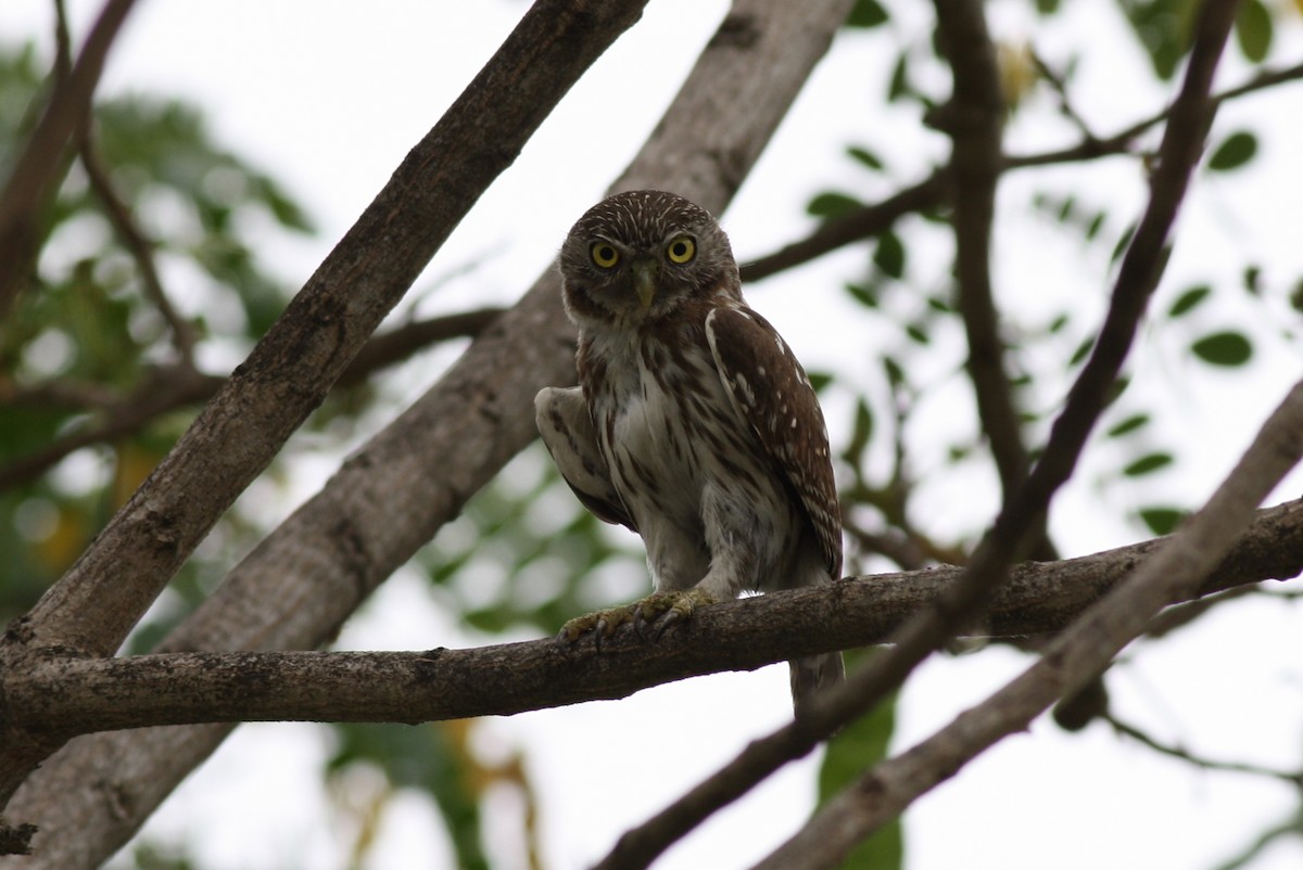 Peruvian Pygmy-Owl - george parker