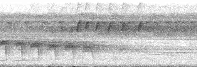 Schmalbrauen-Ameisenschnäpper - ML127562