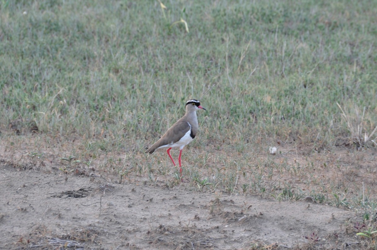 Crowned Lapwing - ML127562021