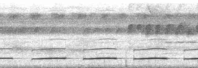 gittermaurvarsler - ML127563
