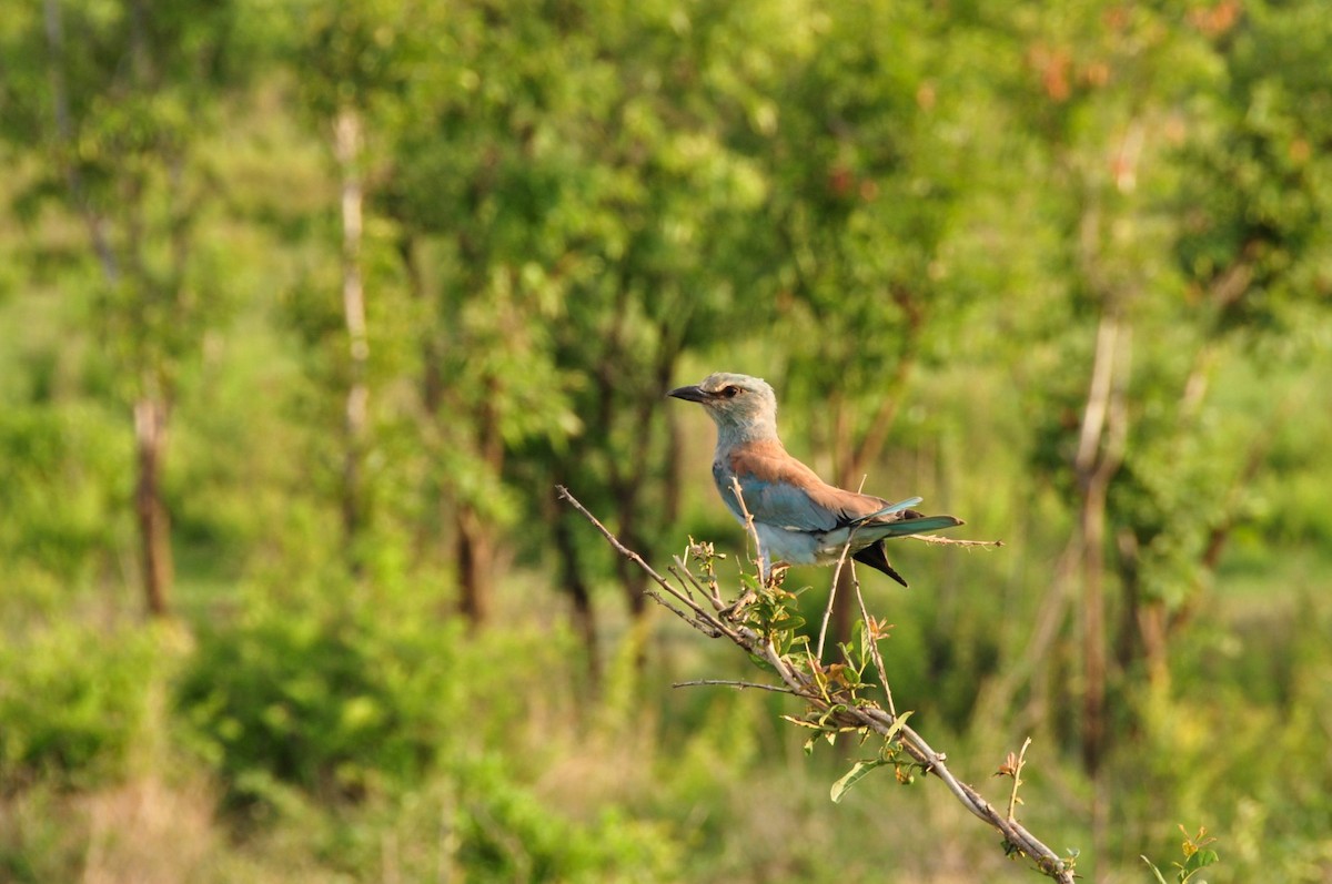 Lilac-breasted Roller - ML127565191