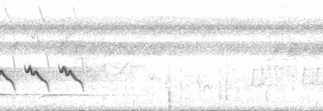 Viréon à plastron (griseiventris/aemulus) - ML127566