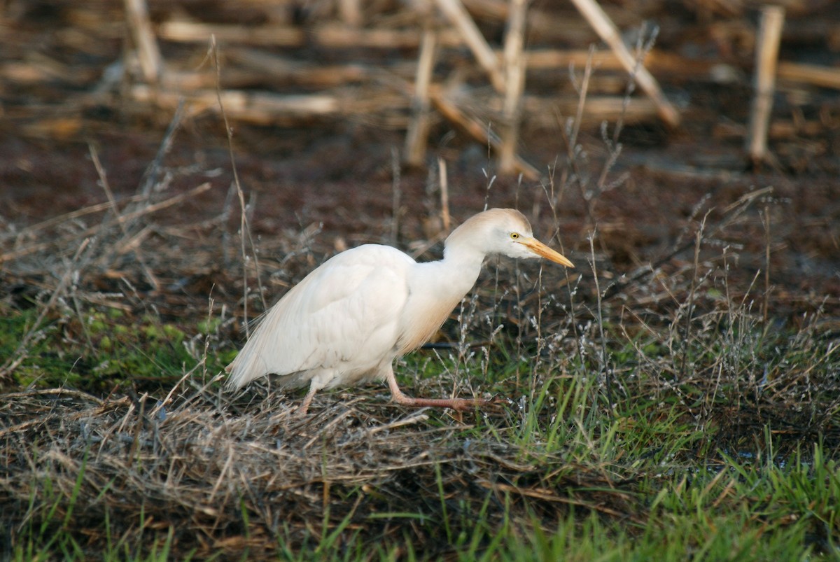 Western Cattle Egret - Ryan O'Donnell