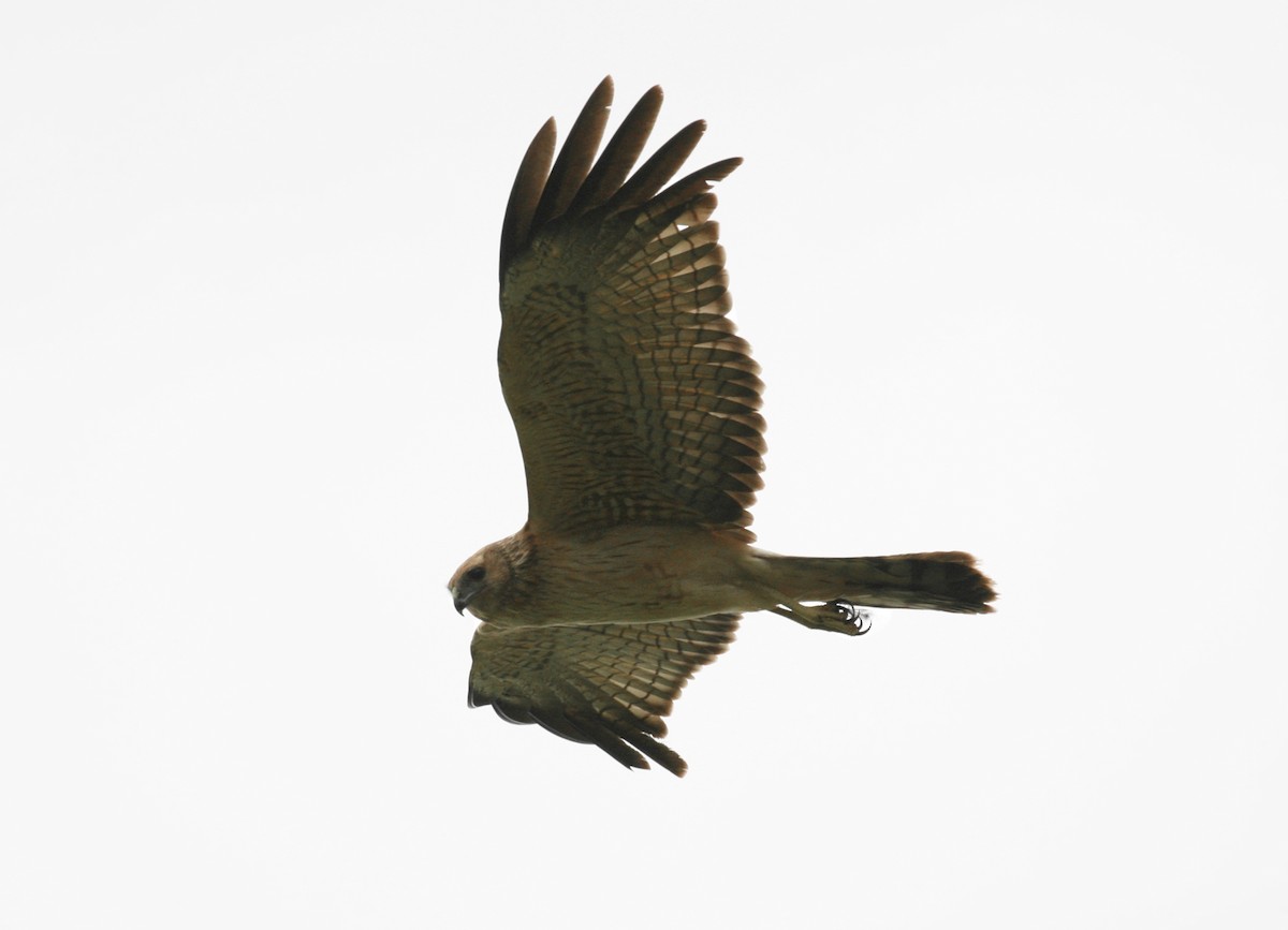 Spotted Harrier - Anonymous