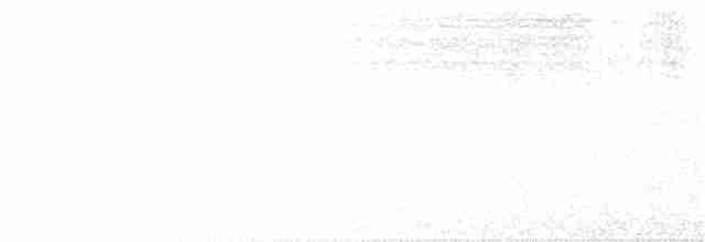 Avustralya Saksağanı [tibicen grubu] - ML127569891