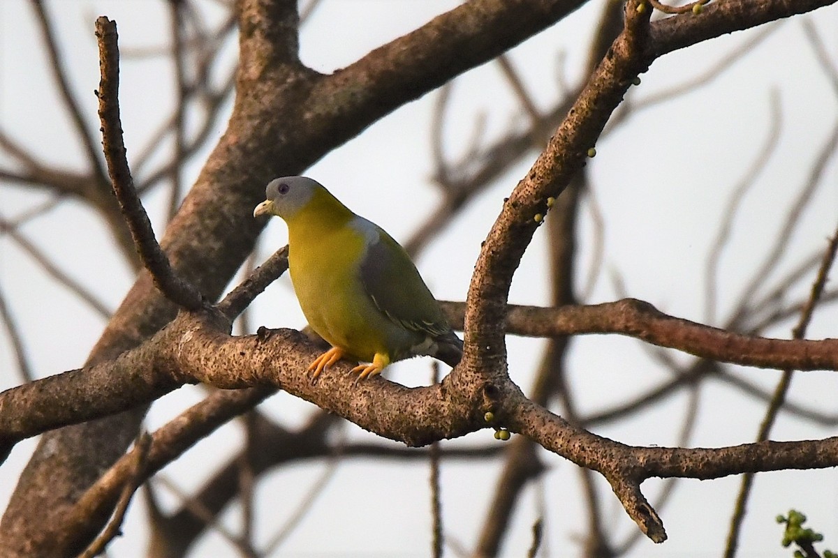 Yellow-footed Green-Pigeon - Sajeev Krishnan