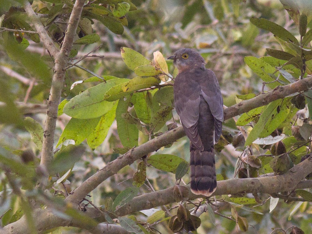 Common Hawk-Cuckoo - Frode Falkenberg