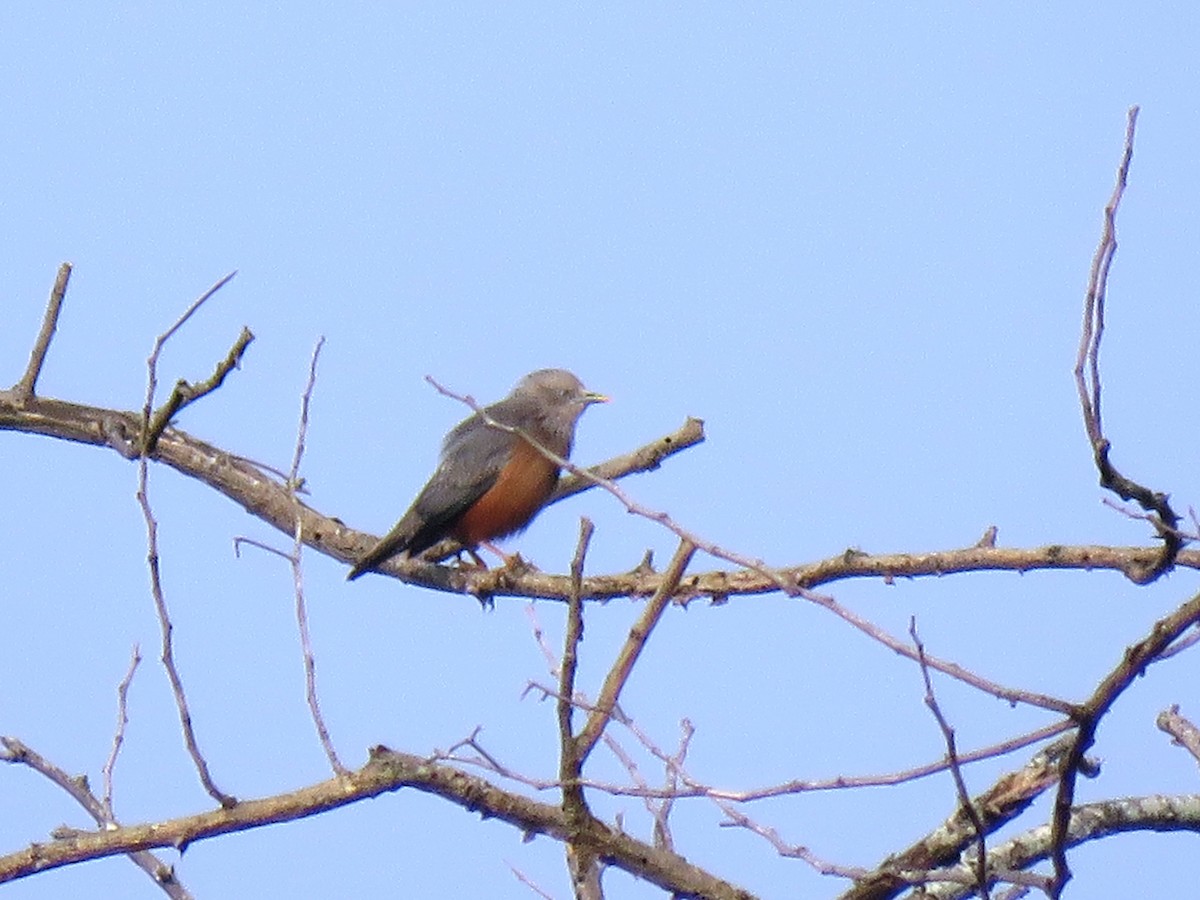 Chestnut-tailed Starling - Selvaganesh K