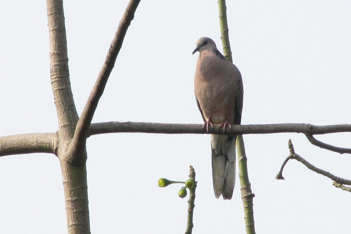 Spotted Dove - ML127573021