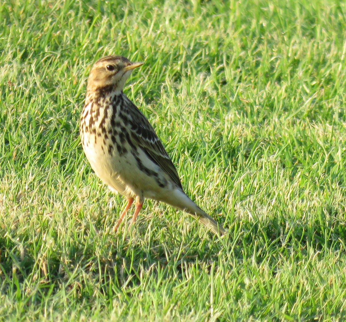Red-throated Pipit - Brian James
