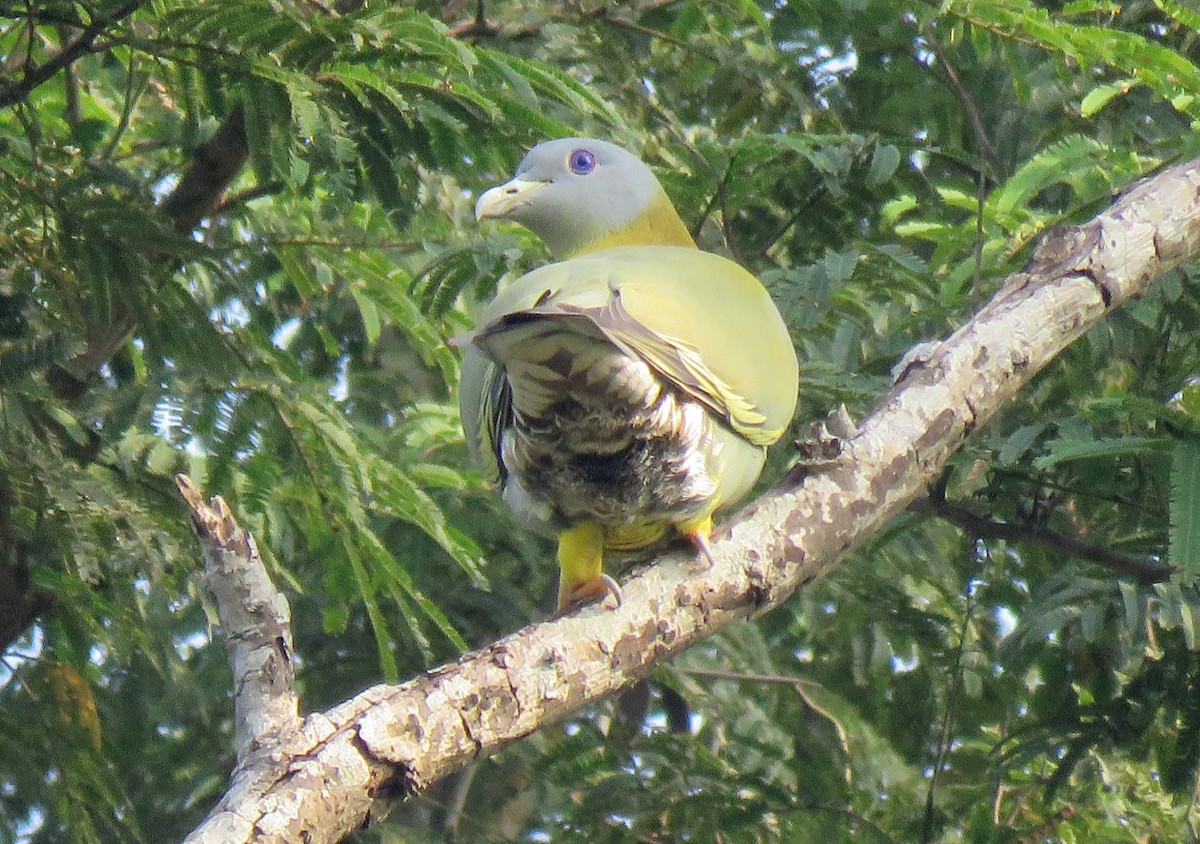 Yellow-footed Green-Pigeon - ML127574281