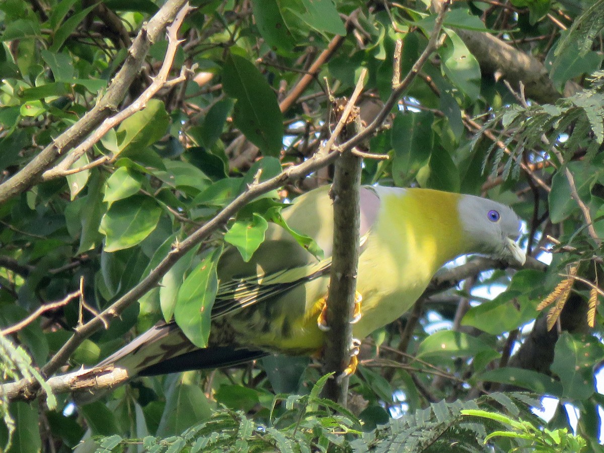Yellow-footed Green-Pigeon - ML127574401