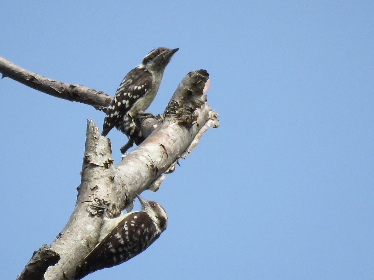 Brown-capped Pygmy Woodpecker - Selvaganesh K