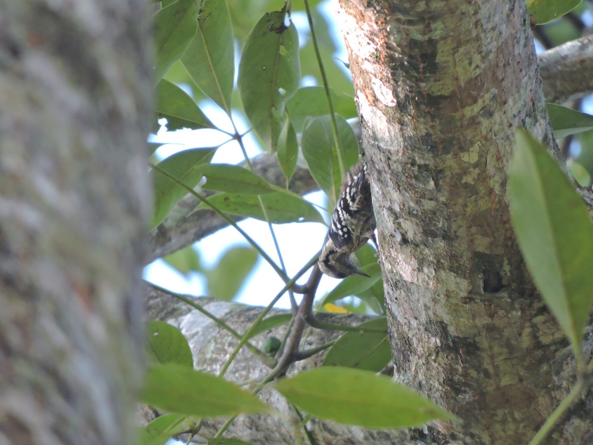 Gray-capped Pygmy Woodpecker - ML127580181