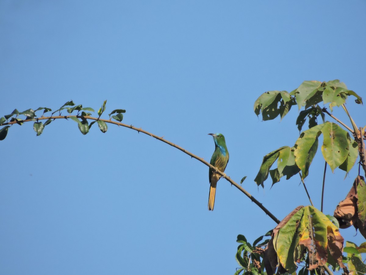 Blue-bearded Bee-eater - Jaydev Mandal