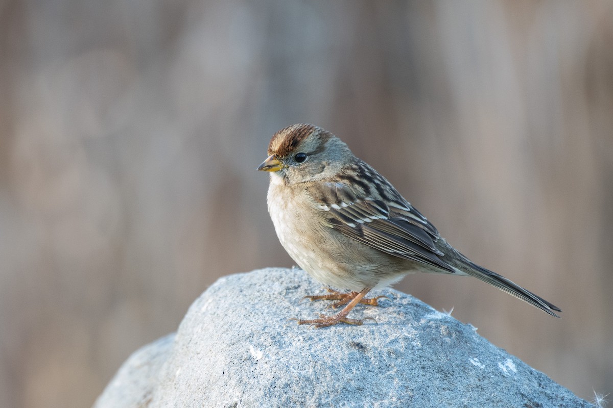 White-crowned Sparrow - Jim Dehnert