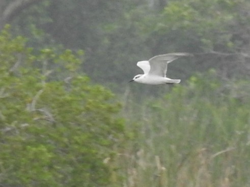 White-winged Tern - Nimali Digo & Thilanka Edirisinghe
