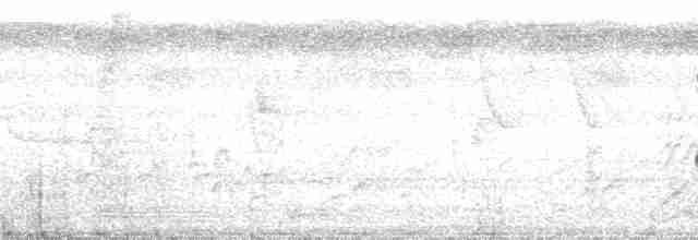 Белокрылый бекард - ML127586