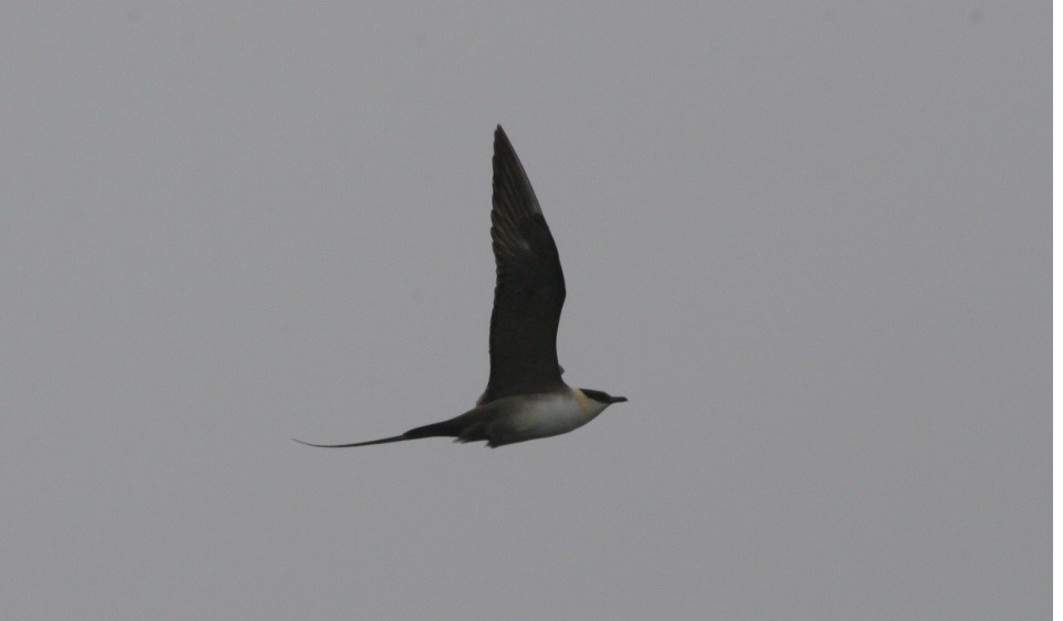 Long-tailed Jaeger - ML127588921