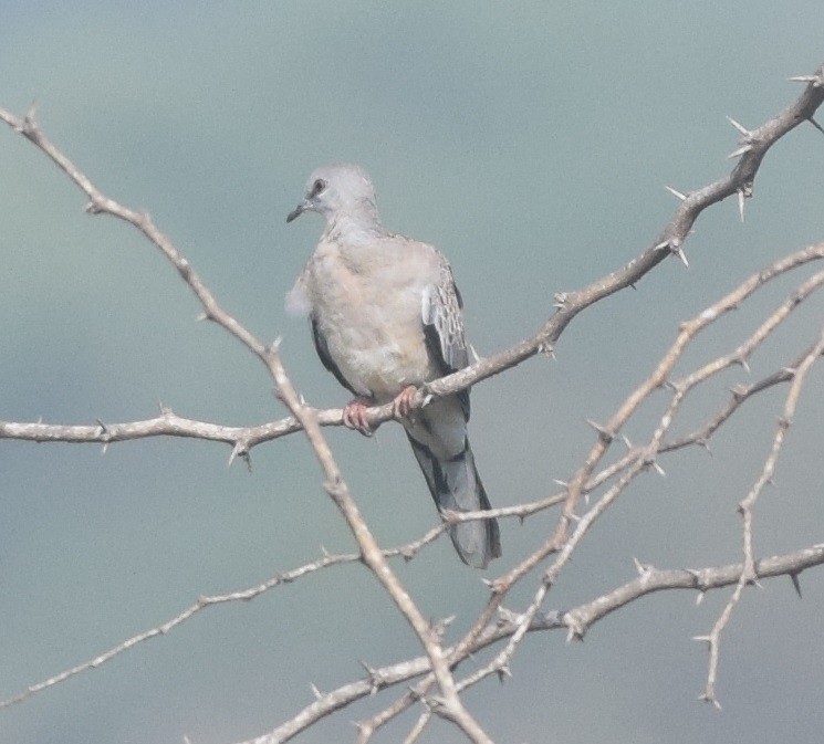 Eurasian Collared-Dove - Hareesha AS