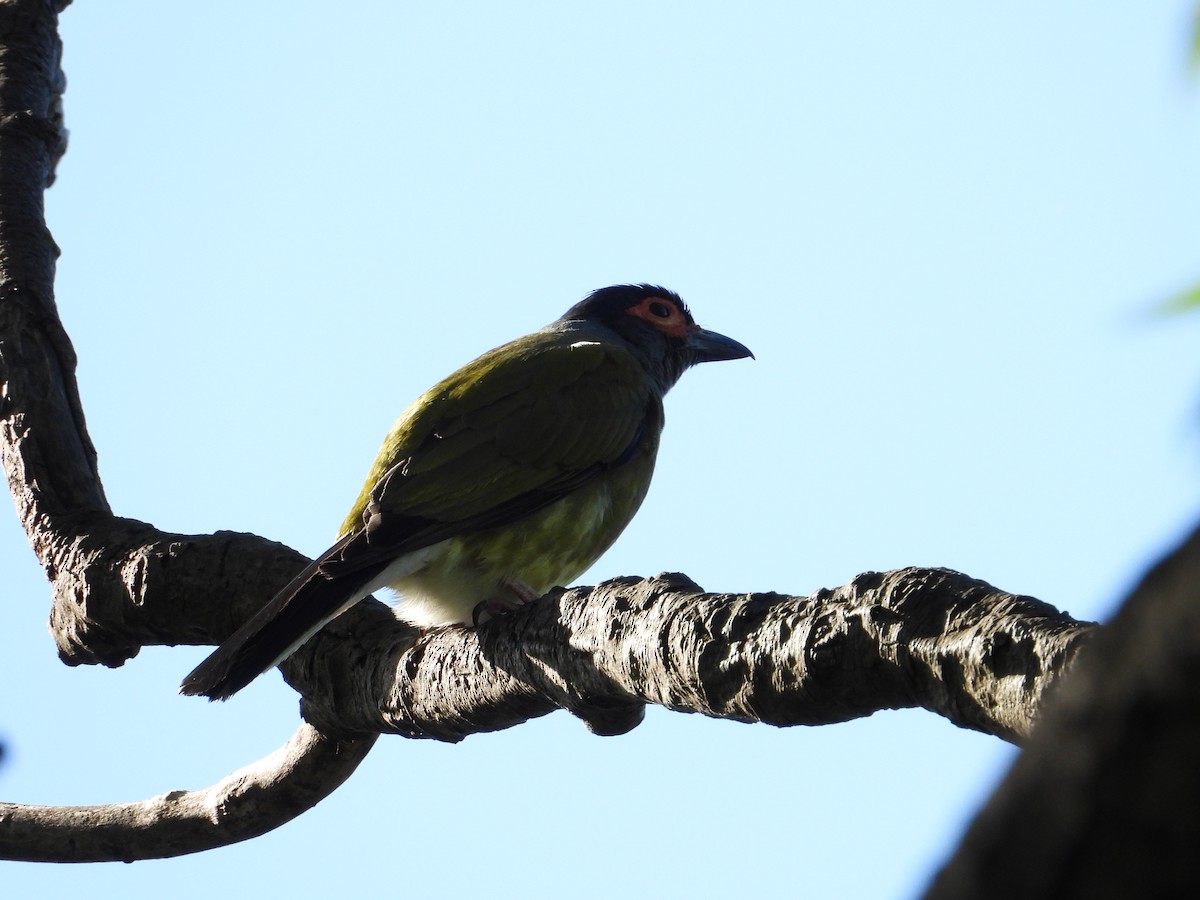 Australasian Figbird - Ken Crawley