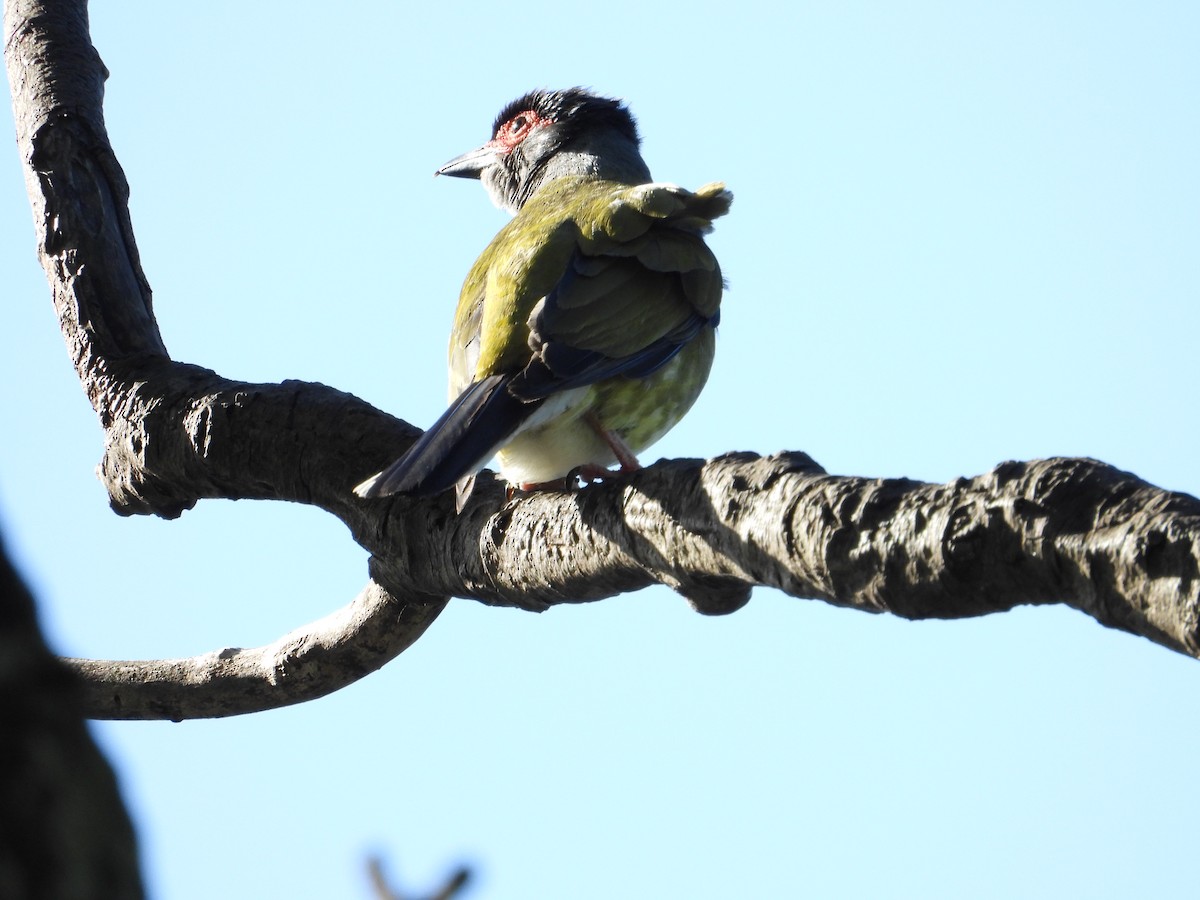 Australasian Figbird - Ken Crawley