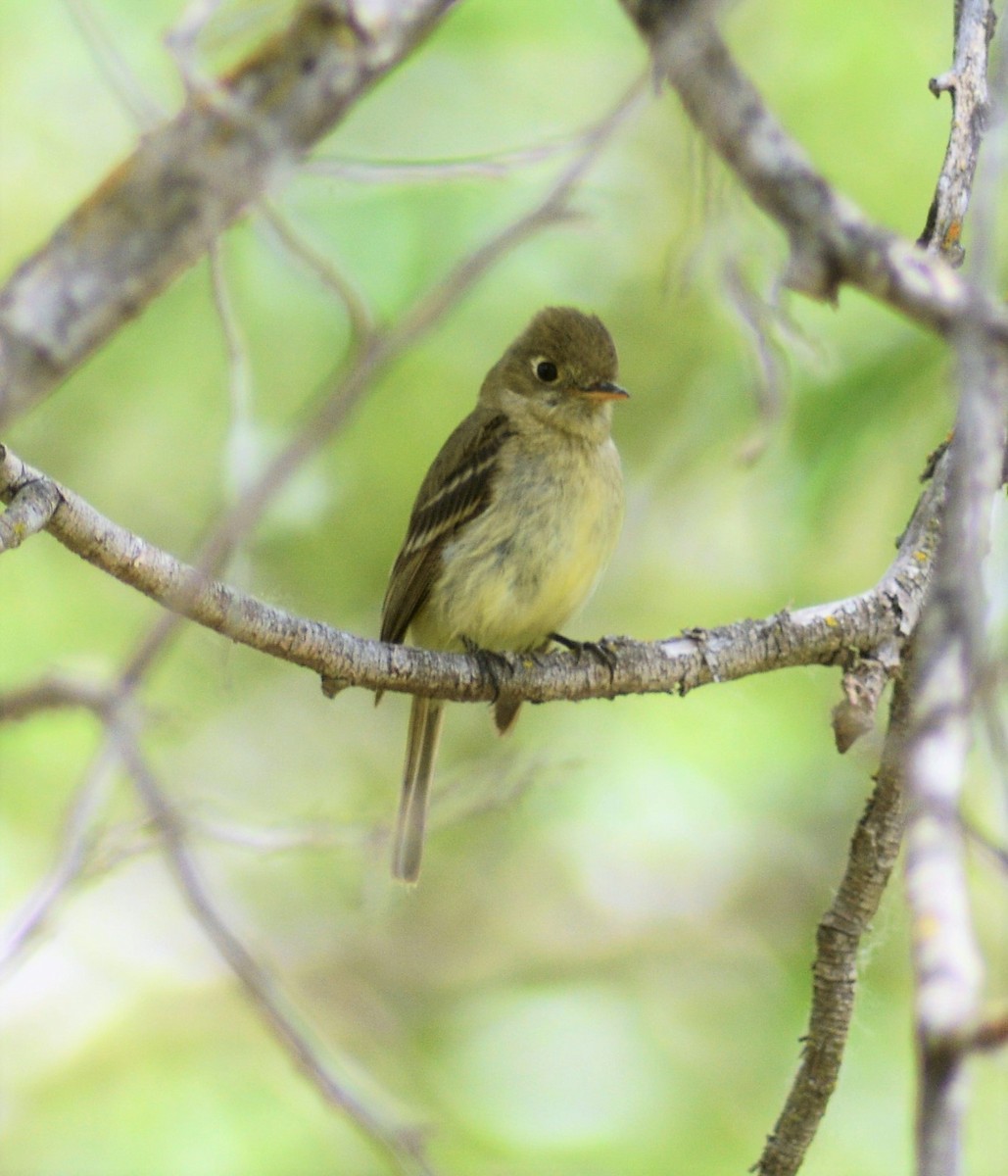 Western Flycatcher (Pacific-slope) - Russell Hoffman