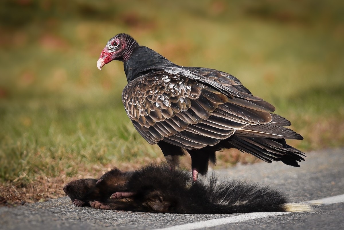 Turkey Vulture - Scott Martin