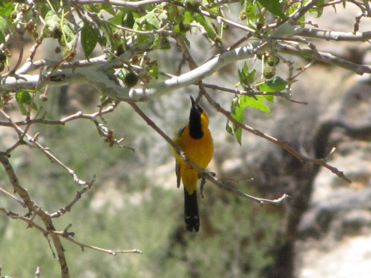 Hooded Oriole - Don Weidl