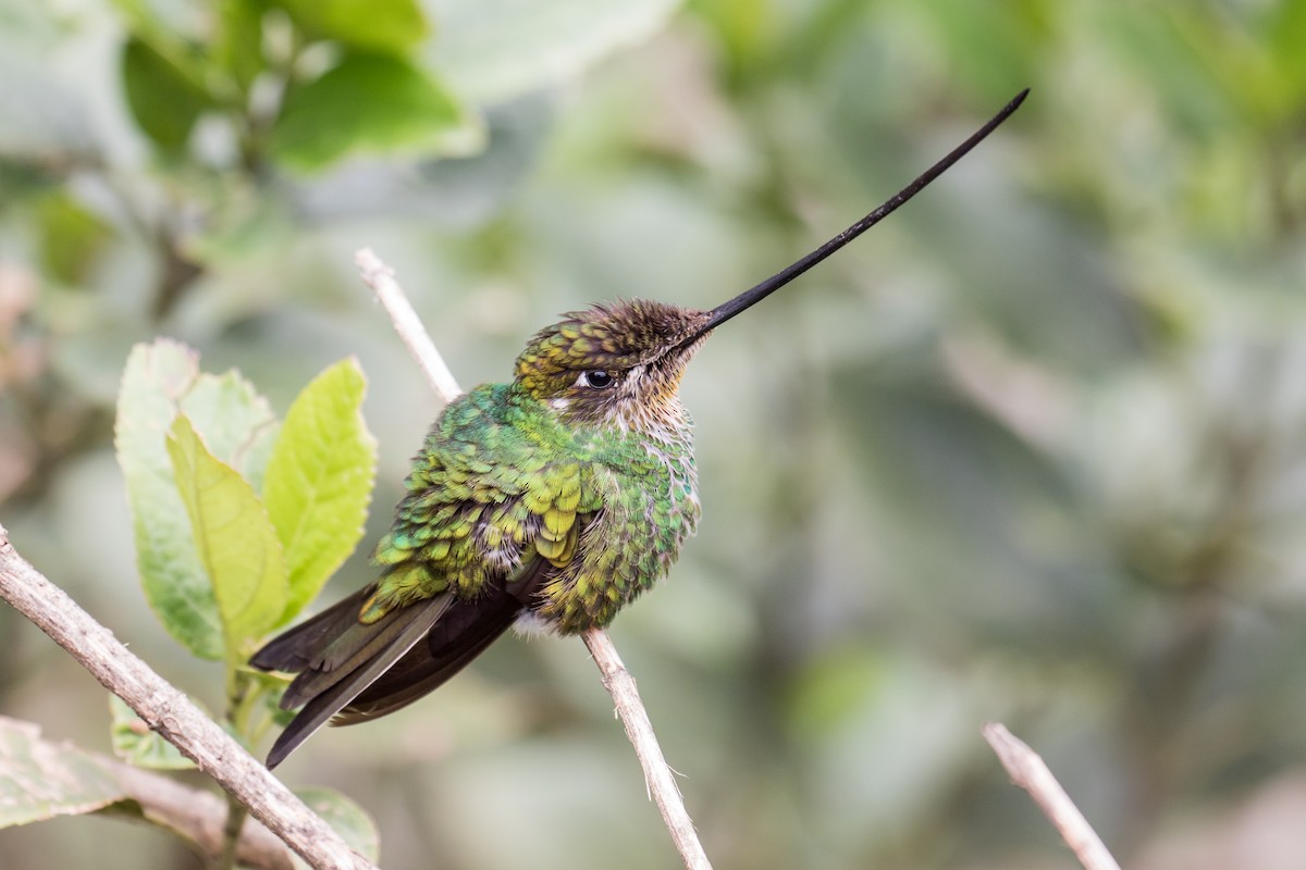 Sword-billed Hummingbird - ML127600531