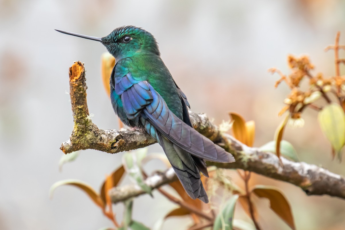 kolibřík modrokřídlý - ML127600611