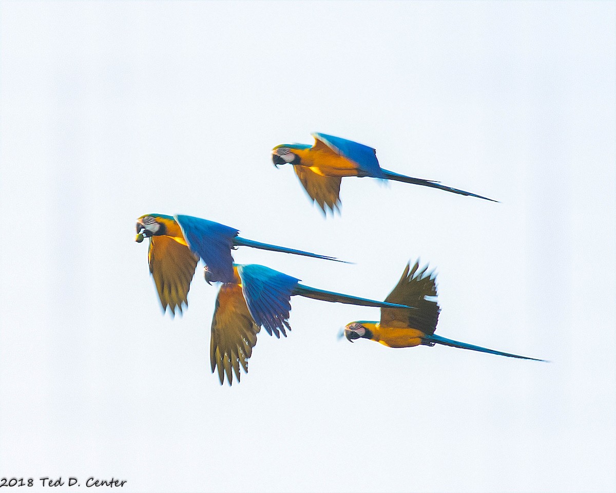 Blue-and-yellow Macaw - ML127601701
