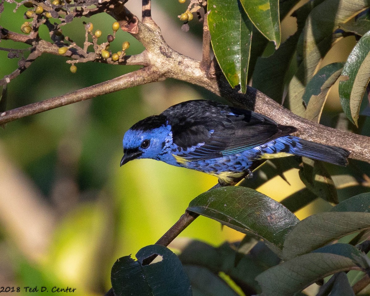 Turquoise Tanager - ML127603051
