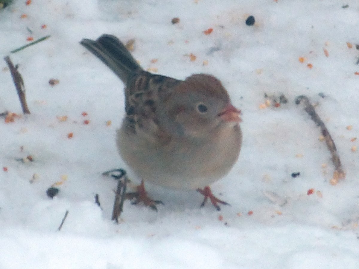 Field Sparrow - Stuart Tingley