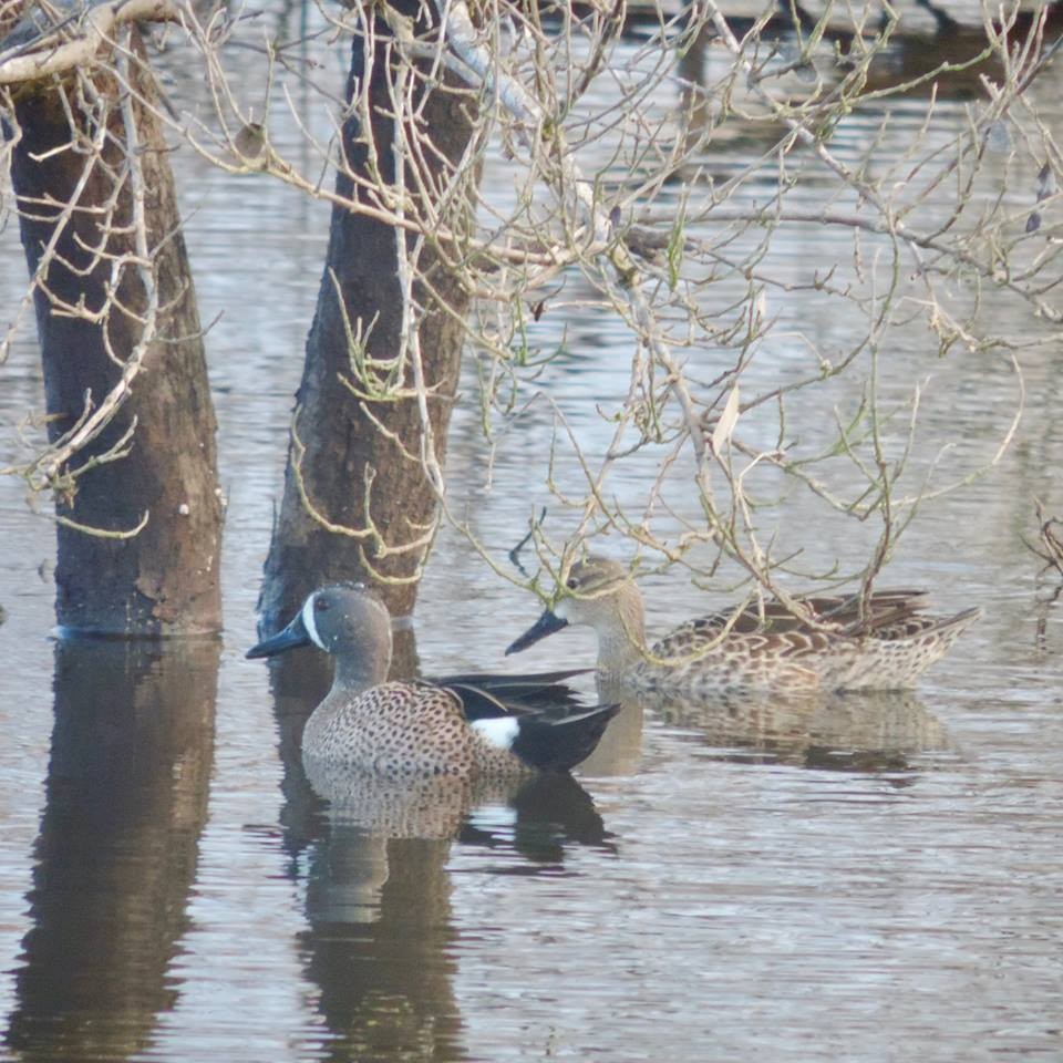 Blue-winged Teal - ML127603701