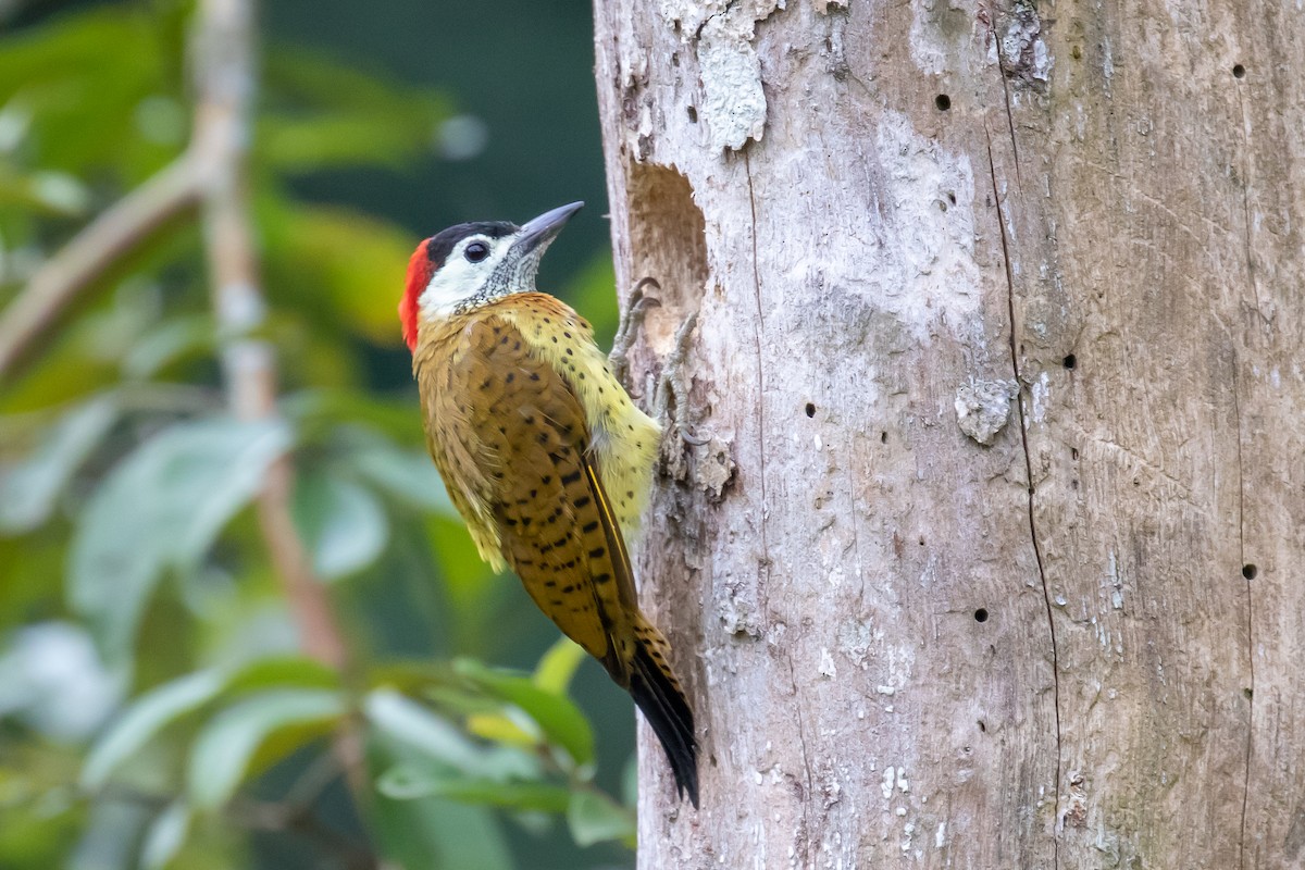 Spot-breasted Woodpecker - Chris S. Wood